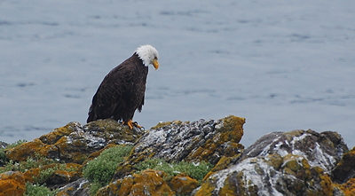 Bald eagle slumping. Photo by Alex Shapiro.